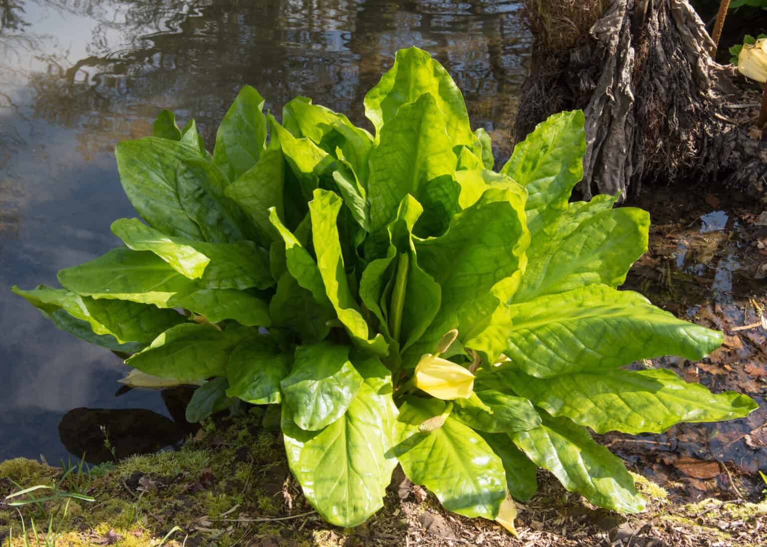 American skunk cabbage removal