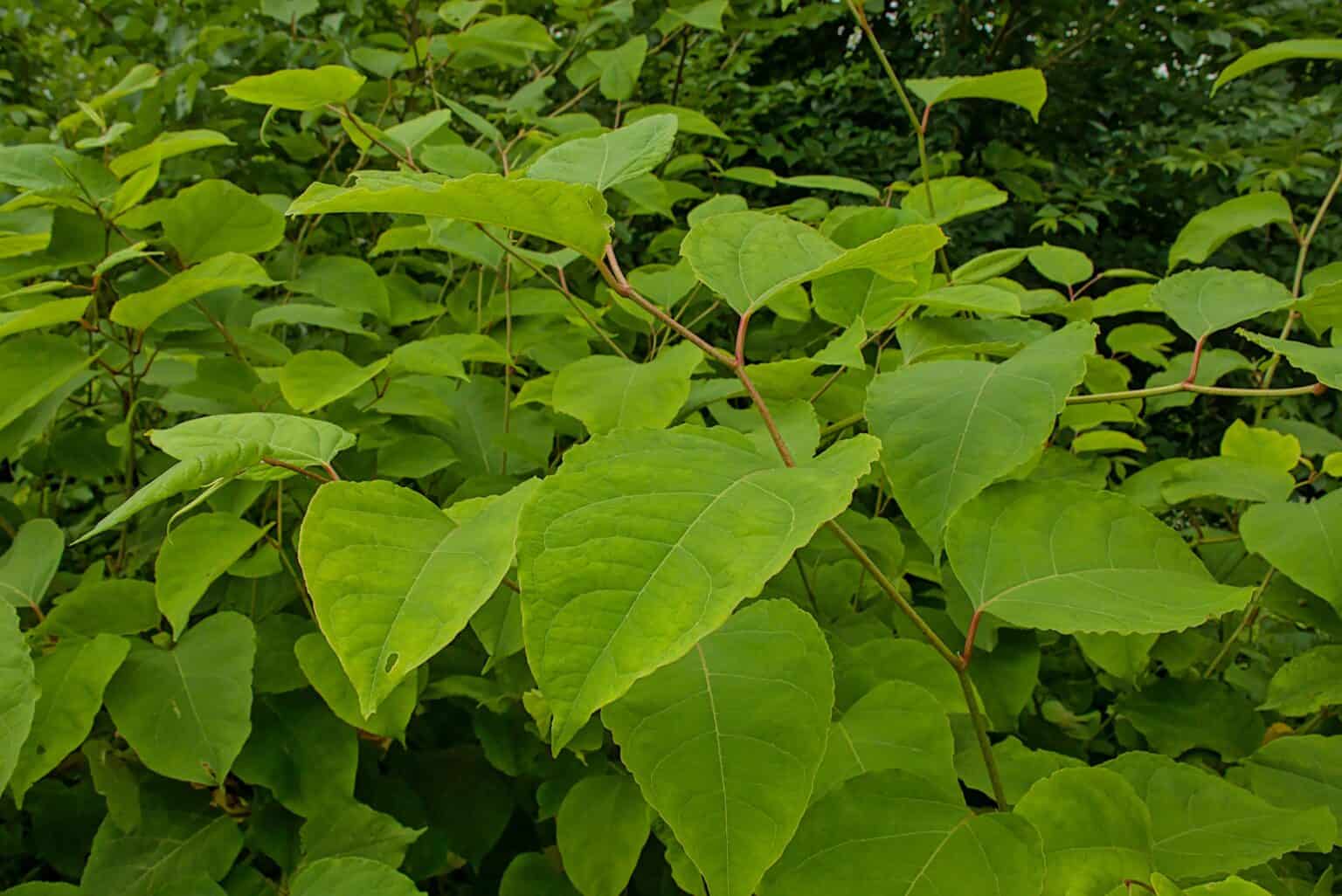 japenese knotweed
