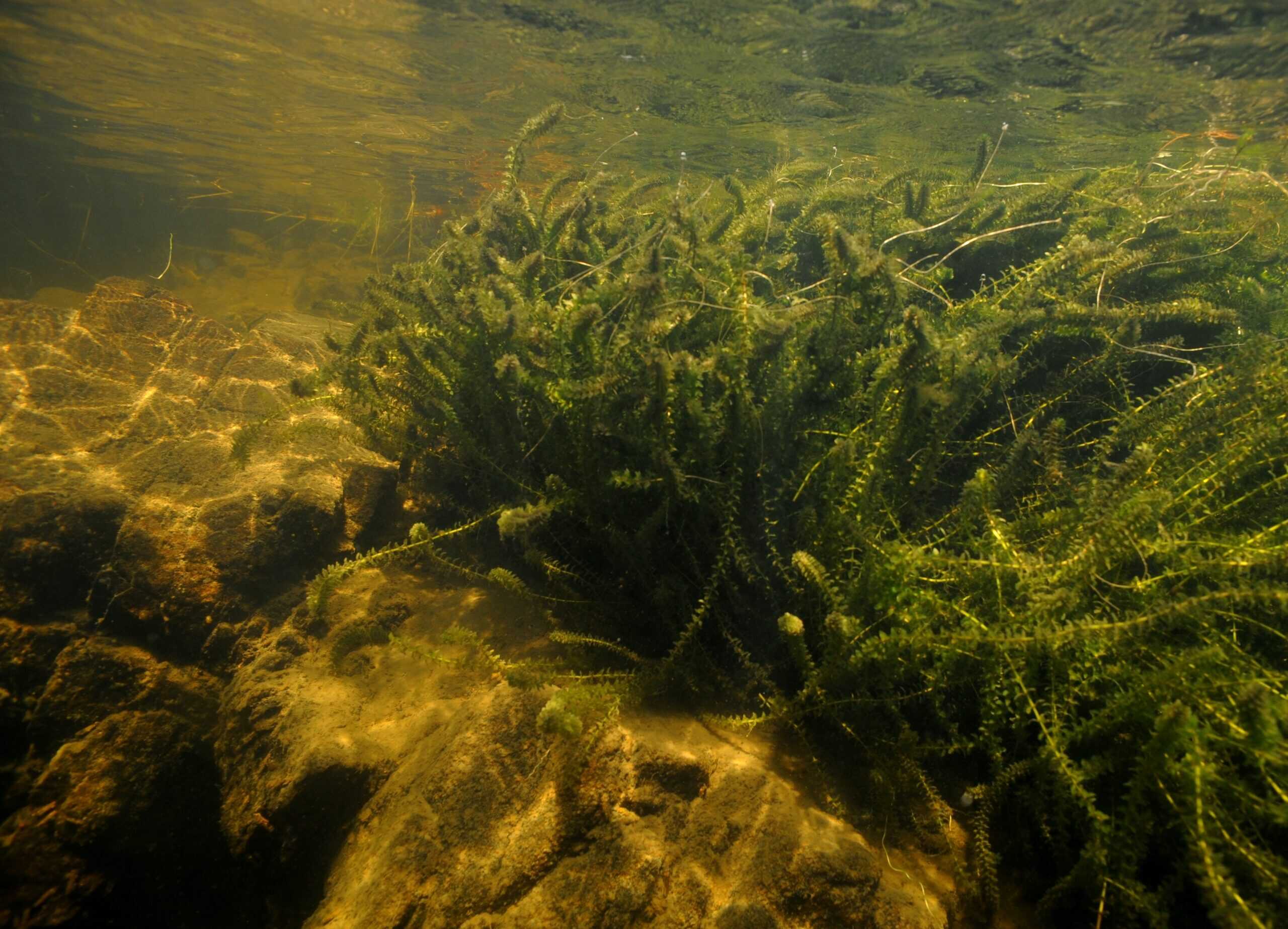 curly waterweed